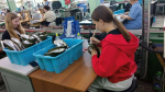В Тверской области более 23 100 подростков получили трудовой опыт с начала года – все больше ребят в Верхневолжье делают первые шаги в профессии со школьной скамьи
